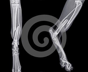 X ray of the  hind leg of a cat with a fracture of the shinbone tibia