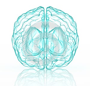 X-ray human brain in blue.