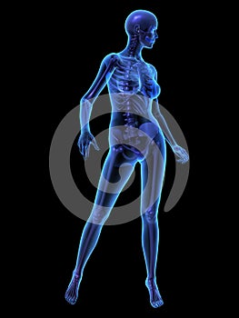 X-ray illustration of female human body and skelet