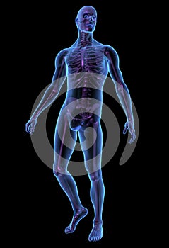 X-ray illustration male human body and skeleton