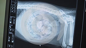 X-ray image of the dog.