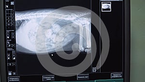 X-ray image of the dog.
