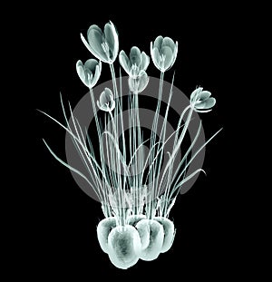 X-ray image of a flower on black , the crocus