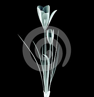 X-ray image of a flower on black , the crocus
