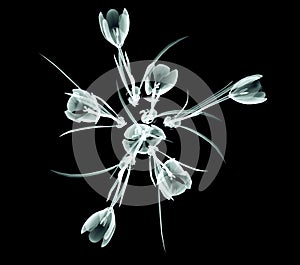 X-ray image of a flower on black , the crocus