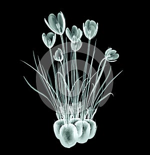 X-ray image of a flower on black , the crocus photo