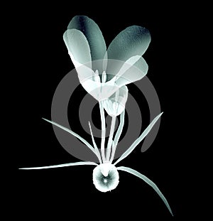 X-ray image of a flower on black , the crocus