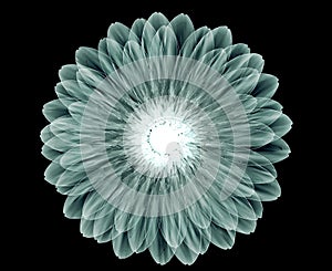 X-ray image of a flower on black , the gebera