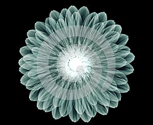 X-ray image of a flower on black , the gebera