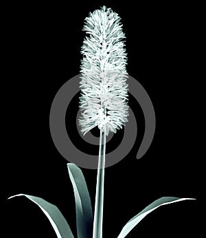 X-ray image of a flower on black , the Hyacinth