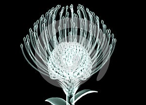 X-ray image of a flower on black , the Nodding Pincushi