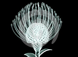 X-ray image of a flower on black , the Nodding Pincushi photo