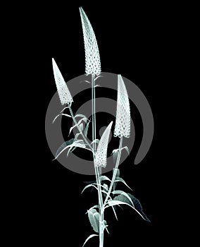 X-ray image of a flower isolated on black , the Gooseneck Looses photo