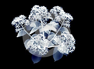 X-ray image of a flower isolated on black , the hortentia