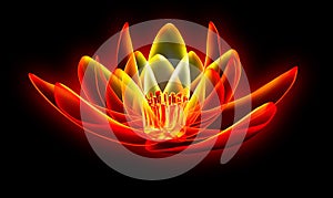 X-ray image of a flower  isolated on black, the lotus 3d illustration