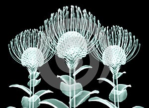 X-ray image of a flower isolated on black , the Nodding Pincushi