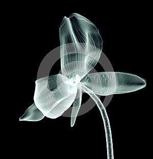 X-ray image of a flower isolated on black , the orchide