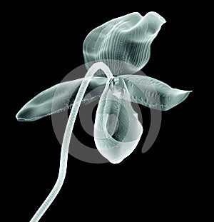 X-ray image of a flower isolated on black , the orchide
