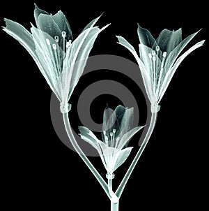 X-ray image flower isolated on black , the Pink Tiger Lily