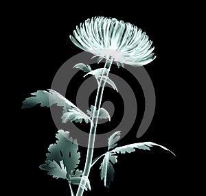 X-ray image flower isolated on black , the Pompon Chrysanthemum