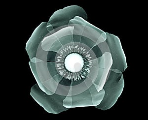 X-ray image of a flower isolated on black , the poppy photo