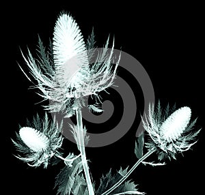 X-ray image of a flower isolated on black , the sea holly