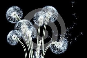 x-ray image of a flower isolated on black , the Taraxacum dandelion photo