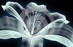 X-ray image of a flower isolated on white , the Amaryllis