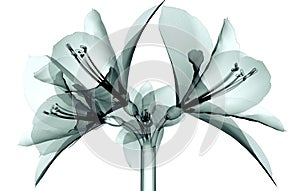 X-ray image of a flower isolated on white , the Amaryllis photo