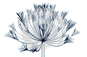 X-ray image of a flower isolated on white , Bell Agapanthus