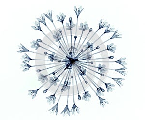 X-ray image of a flower isolated on white , Bell Agapanthus