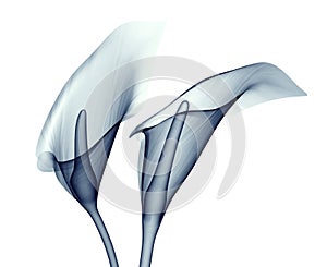 X-ray image of a flower isolated on white , the calla lilly