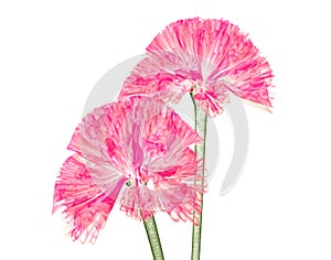 X-ray image of a flower isolated on white , the coxcomb
