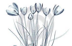 X-ray image of a flower isolated on white , the crocus