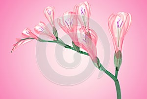 X-ray image of a flower isolated on white , the Freesia
