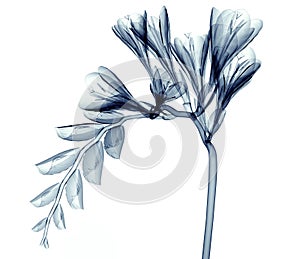 X-ray image of a flower isolated on white , the Freesia