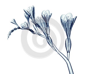 X-ray image of a flower isolated on white , the Freesia photo