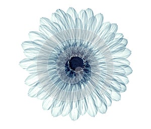 X-ray image of a flower isolated on white , the gebera