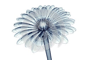 X-ray image of a flower isolated on white , the gebera