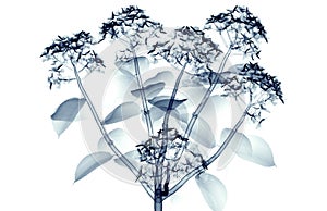 X-ray image of a flower isolated on white , the hortentia