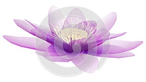 X-ray image of a flower isolated on white, the lotus 3d illustration