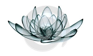 X-ray image of a flower  isolated on white, the lotus 3d illustration