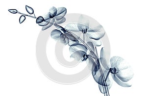X-ray image of a flower isolated on white , the orchide