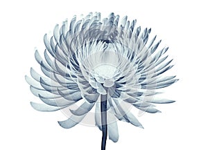 x-ray image of a flower isolated on white , the Pompon Chrysanthemum