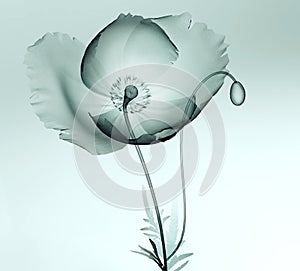 X-ray image of a flower isolated on white , the poppy