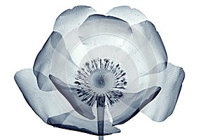 X-ray image of a flower isolated on white , the poppy Papaver