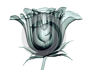 X-ray image of a flower isolated on white , the rose
