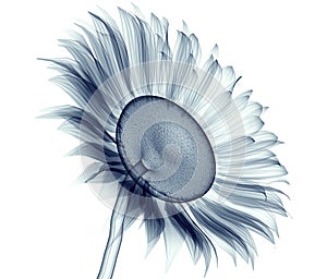 X-ray image of a flower isolated on white , the sunflower