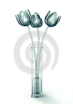 X-ray image of a flower isolated on white , the tulip