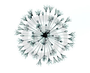 X-ray image of a flower on white , the Bell Agapanthus photo